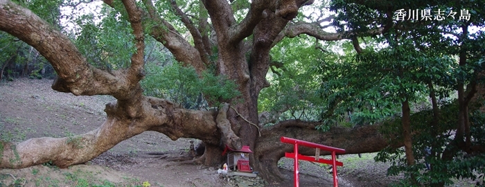 香川県志々島